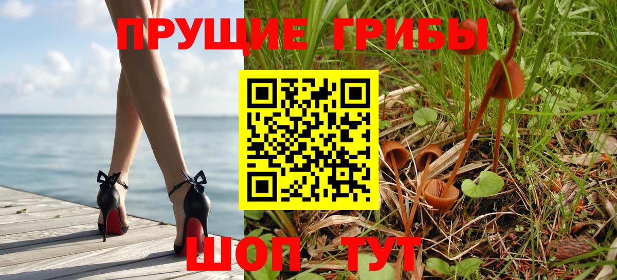 Галлюциногенные грибы Psilocybe Будённовск