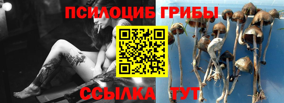 Псилоцибиновые грибы прущие грибы  Галлюциногенные грибы GOLDEN TEACHER  Будённовск  Вход с VPN 